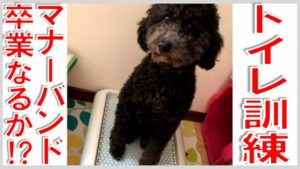 第17話 マナーバンド卒業試験（トイレトレーニング）