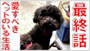 最終話 愛すべきペットのいる生活（その後のペペ）