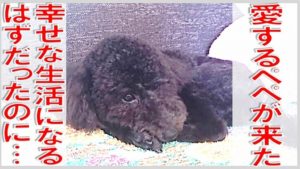 第1話 愛すべきペットのいる生活、のはずが……