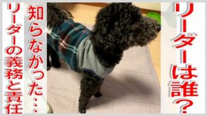 第3話 新リーダー誕生！ パパかママか、それともペペ!?